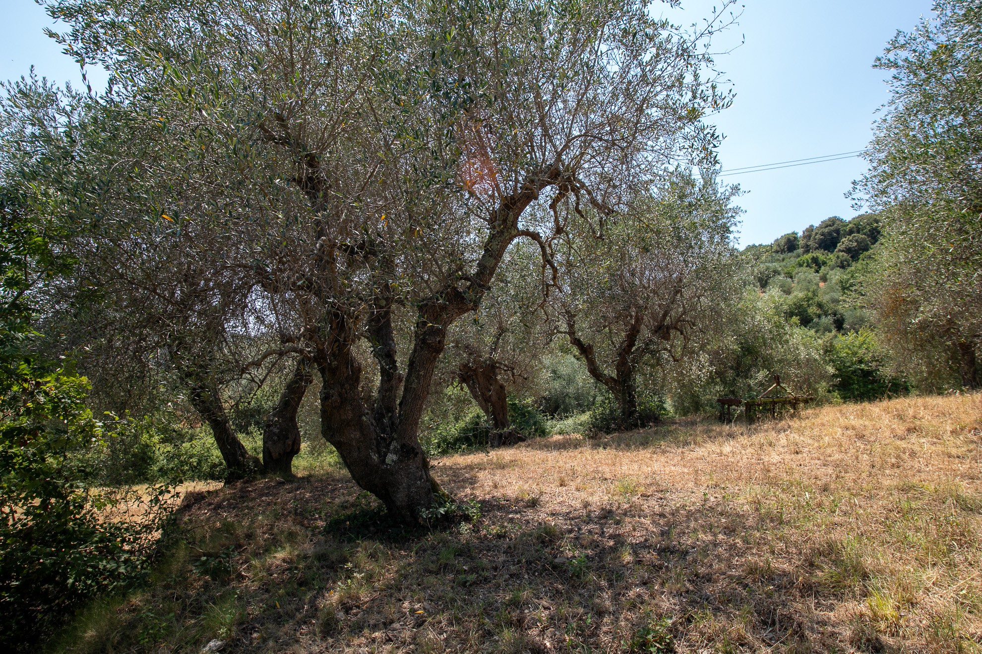 Immobile a Castiglione della Pescaia – foto 45